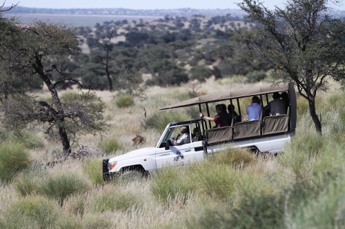 Camelthorn Kalahari Lodge gamedrive